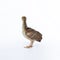 A little, light brown young Indian peafowl was photographed up close in a studio against a stark white background