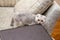 A little light grey Scottish Fold - a breed of domestic cat - going on the sofa