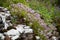 Little lilac flowers grow on the rock.