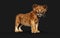 little lion cub on black background