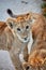 A little lion cub is playing. Portrait of a young lion