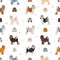 Little Lion dog seamless pattern. Different poses, coat colors set