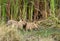 Little Lioness cubs in Masai Mara