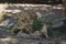 Little lions babies in sahara desert