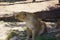 Little lions babies in sahara desert