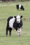 Little livestock cow on farm field in new zealand