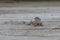 A little lizard on the deck with defocused background.