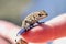 little lizard on a female finger close up