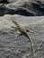 Little lizard on the rock in nature detail vertical photo