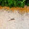 Little lizard on sand