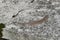 Little lizard on warm concrete with grass background