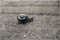 A little lonely snail walking on a gray old sidewalk