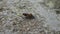 Little long brown shell snail walking
