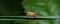 Little long-horned grasshopper on a blade of grass