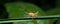 Little long-horned grasshopper on a blade of grass