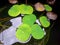 Little lotus leaves in shiny pond