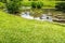 A little lotus or water lily in a pond near a meadow photo taken in Kebun Raya Bogor Indonesia