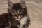 Little maine coon cat shows the tongue