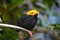 Little male golden-headed manakin sitting on a metal ring