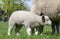 Little male lamb, looking for udder with teats, standing next to his mother sheep, on a meadow