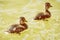 Little mallard ducklings in the water, yellow photo filter