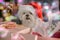 Little Maltese dog dressed in Santa`s hat