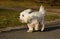 Little maltese dog joyfully running in the park