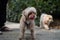 little maltipoo puppies walks with friend in the park in autumn time