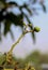 Little Mango Growing on the tree. Mangifera indica, commonly known as mango, is a species of flowering plant in the sumac and