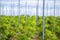 Little mango trees growing inside a green house in Spain