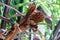 Little mangrove palm fruits on bunch