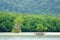 A Little Mangrove Tree on Empty sand area, forest background