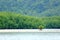 A Little Mangrove Tree on Empty sand area, forest background