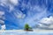 A Little Mangrove Tree on Empty sand area, forest background