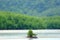 A Little Mangrove Tree on Empty sand area, forest background