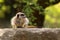 Little meerkat sitting on a rock