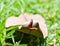 Little millipede on the leaf.