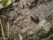 Little Millipedes on the floor in the forest