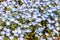 Little mini flower purple and white Nemophila spring flower in h