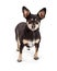 Little Miniature Pinscher Chihuahua Crossbreed Dog