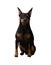 Little miniature zwergpinscher