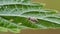 Little mirid bug sitting on leaf