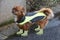 Little mixed-breed dog with new rain outfit