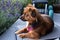 Little moggy dog sitting on terrace