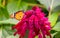 Little Monarch Butterfly in pink flower
