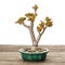 Little money bonsai tree Crassula ovata