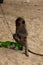 little monkay is sitting on a beer bottle
