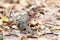 Little Monkey (Crab-eating macaque) on ground