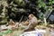 Little monkey eating coconut in the hindu temple, India