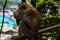 Little monkey eating coconut in the hindu temple, India